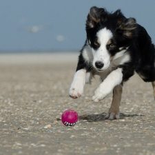 Azon ebtartók segítségét kérik, akik teszteltették kutyájukat szívférgességre