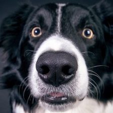 A tesztek szerint a kutyák meg tudják mutatni az embernek, amit akarnak, a malacok nem